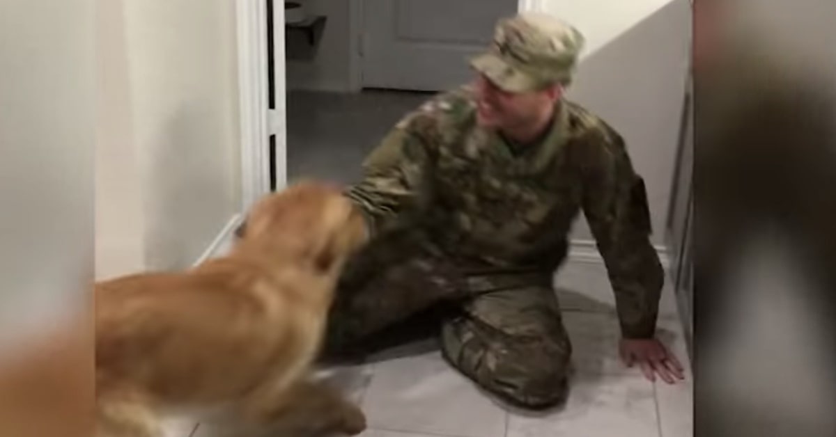 La felicità del cucciolo di Golden Retriever Bentley nel rivedere il suo papà umano dopo tanti mesi  (VIDEO)