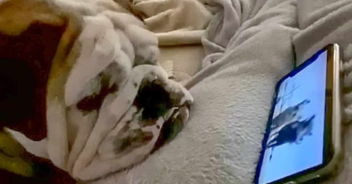 Bruce, il Bulldog inglese che adora guardare “Il Re Leone” (VIDEO)