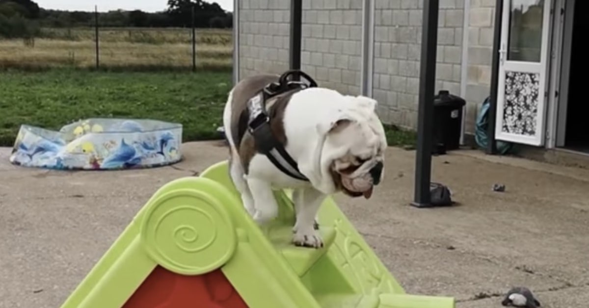 Bruno, un cucciolo di Bulldog Inglese, intenerisce il mondo giocando con uno scivolo (VIDEO)