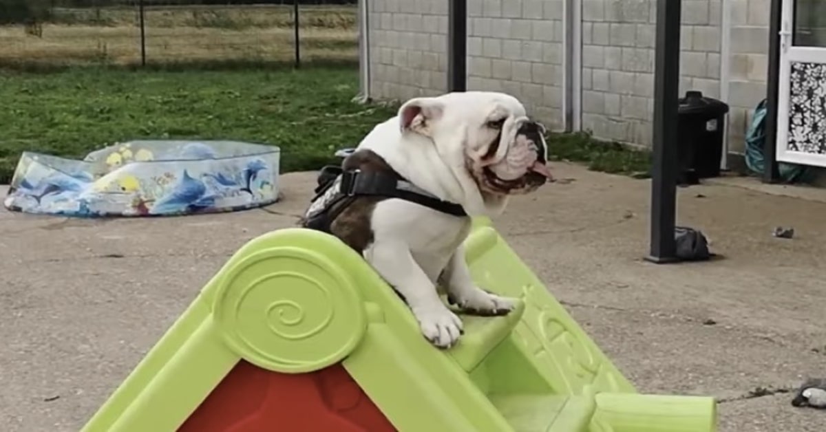 Bulldog Inglese sullo scivolo