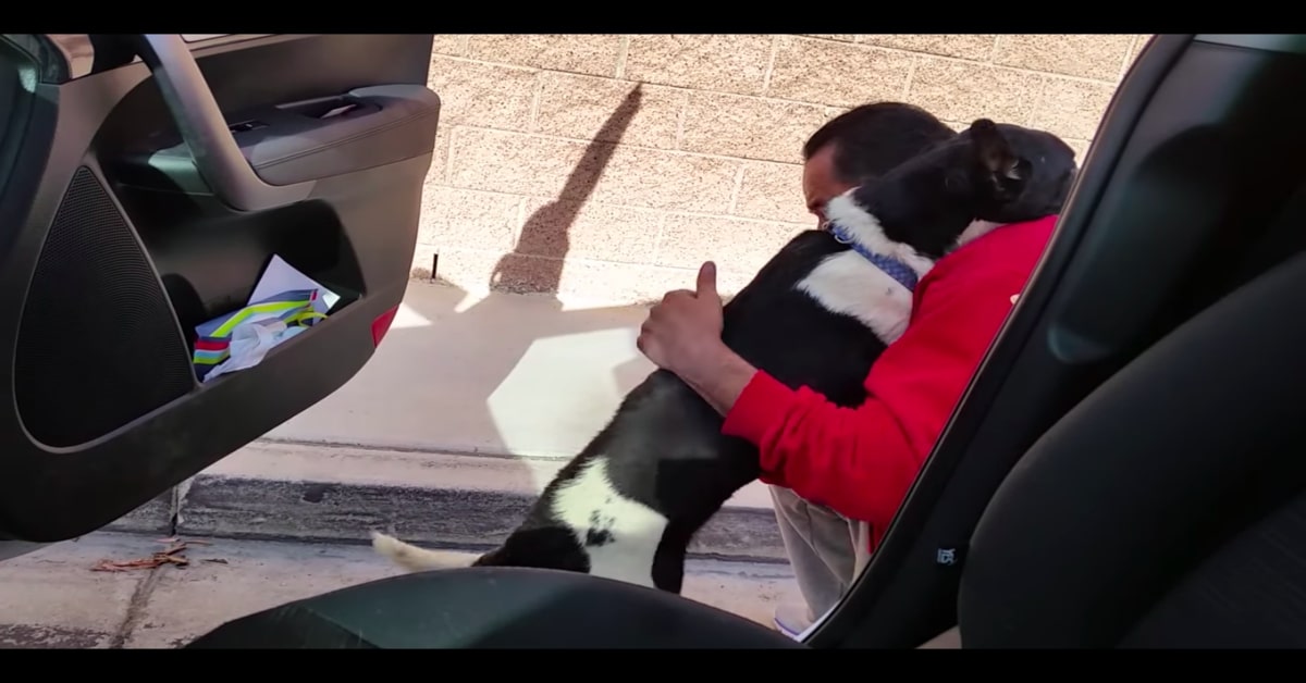 Il rincontro fra Bubbers, un cucciolo di cane perduto da 12 giorni, e il suo padrone(VIDEO)