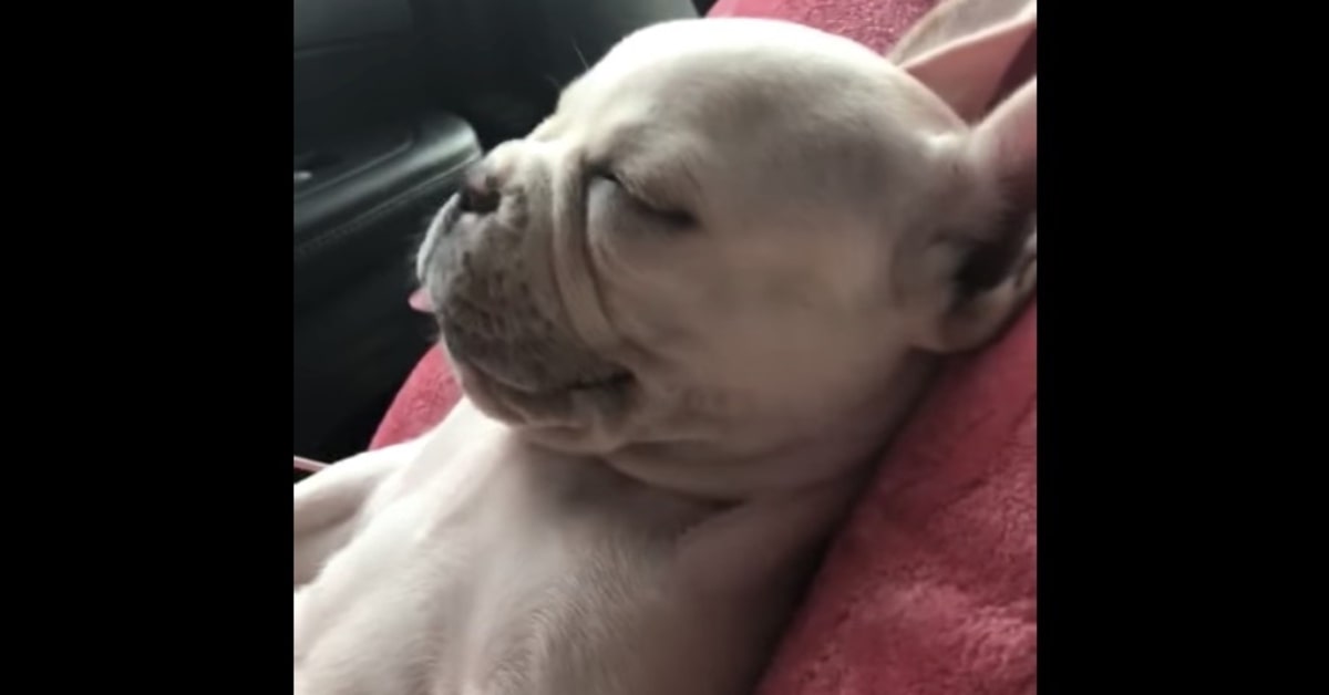 Becky, una cucciola di Bulldog Francese, conquista la rete per il suo modo di dormire mentre viaggia (VIDEO)