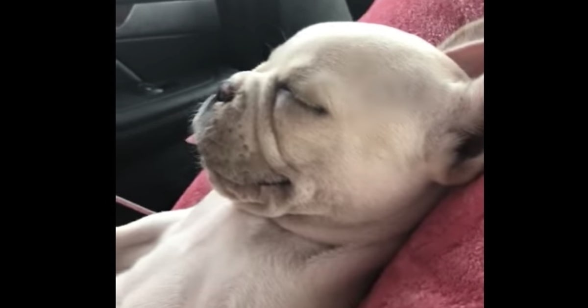 Bulldog dorme in macchina come persona