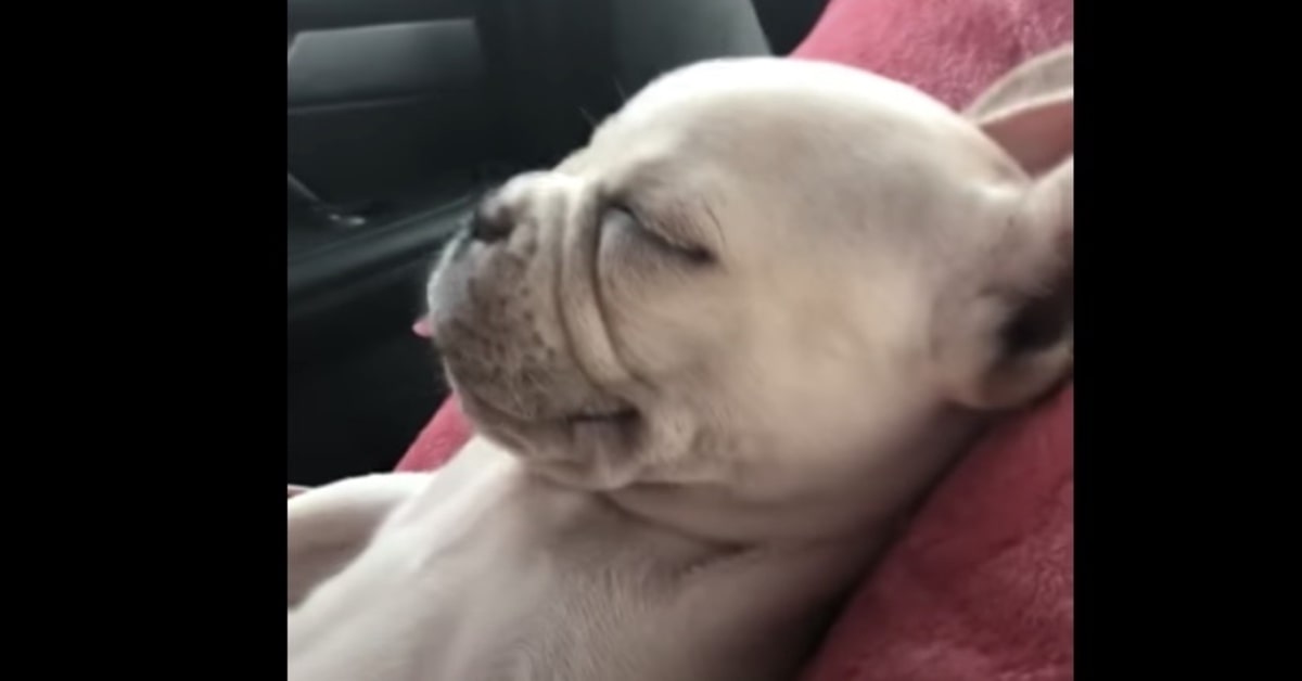 cane dorme come una persona in auto