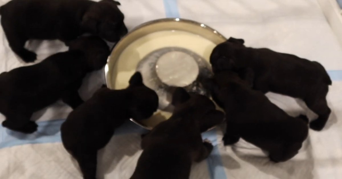 Dei Bulldog francese mangiano un pasto per la prima volta (VIDEO)