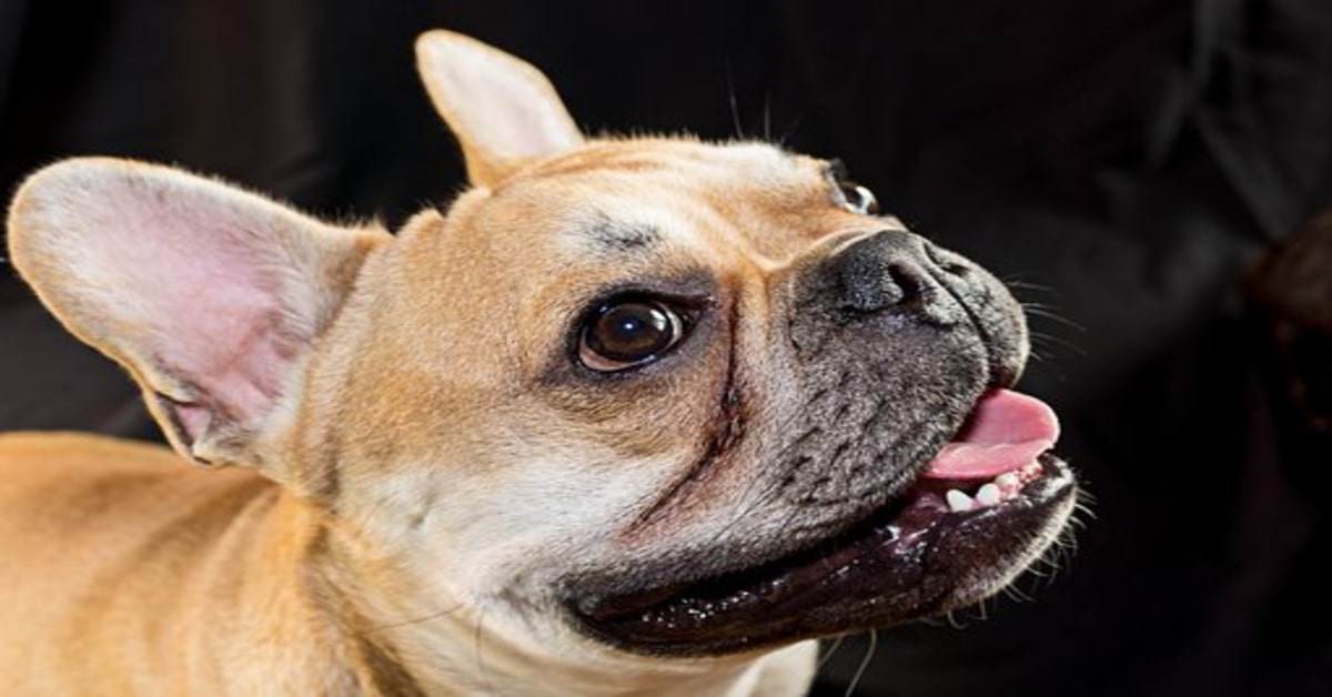 Un cucciolo di Bulldog Francese fissa in maniera insolita un bicchiere di birra (VIDEO)