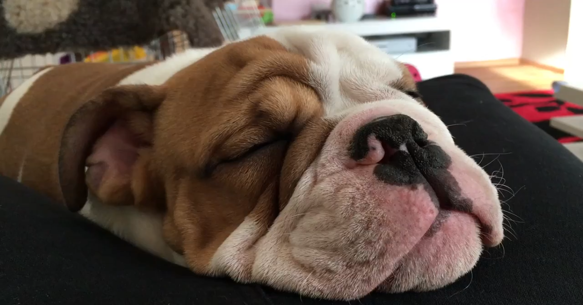 Bulldog inglese russa profondamente e si rilassa molto (VIDEO)