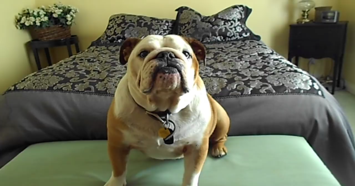 Un cucciolo di Bulldog inglese vuole parlare con la sua dolce padrona (VIDEO)