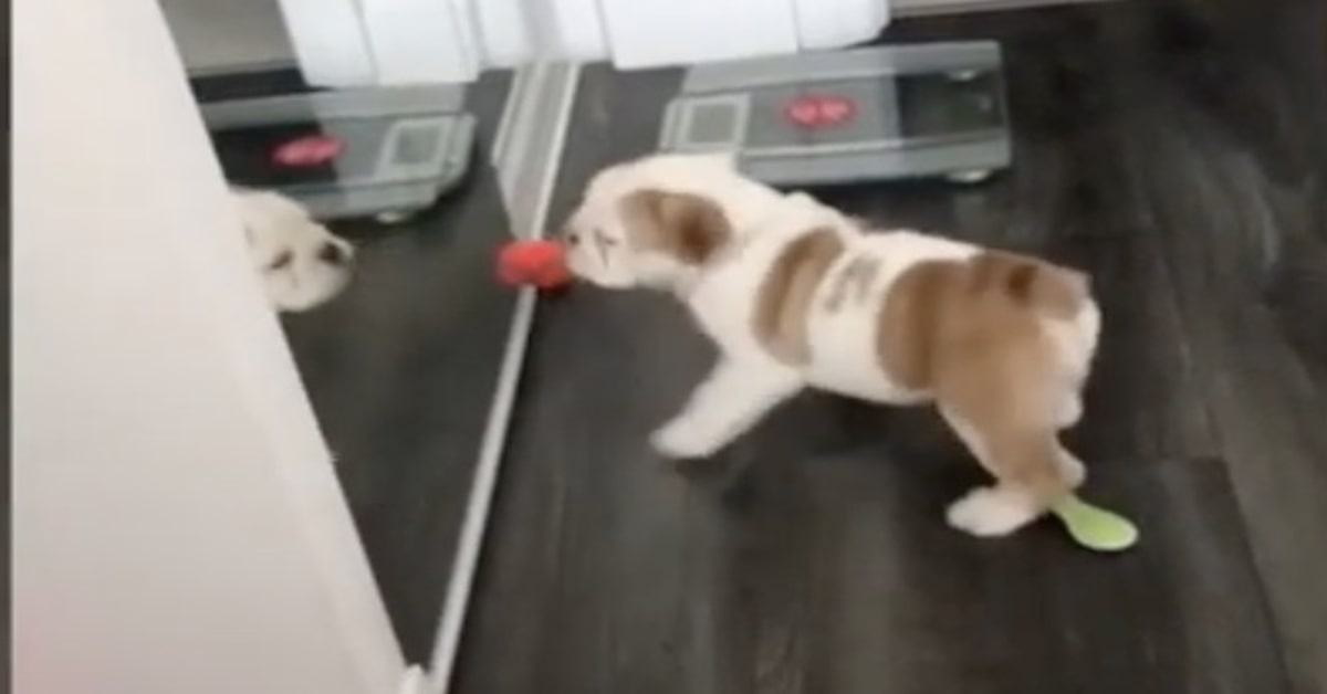 Bulldog litiga con il suo riflesso allo specchio