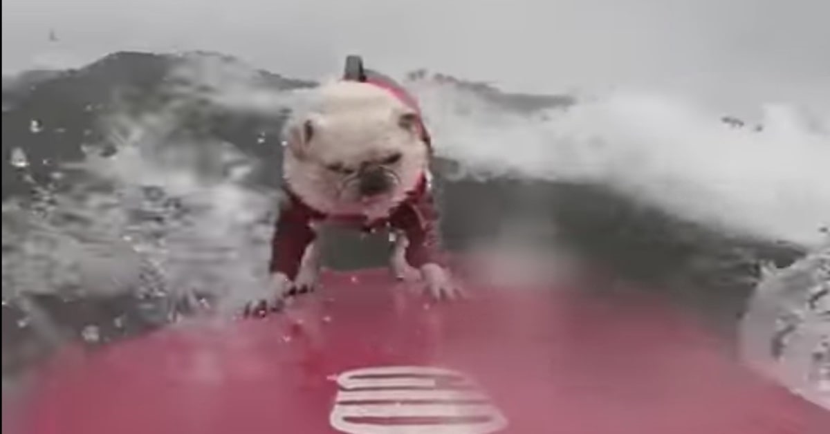 Un tenero cucciolo di Bulldog Inglese è il surfista più tenero della rete (VIDEO)