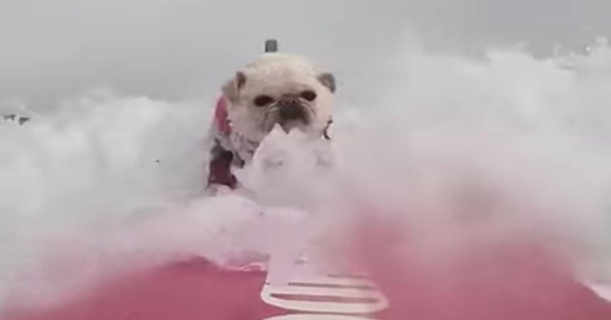 bulldog surfista fra le onde