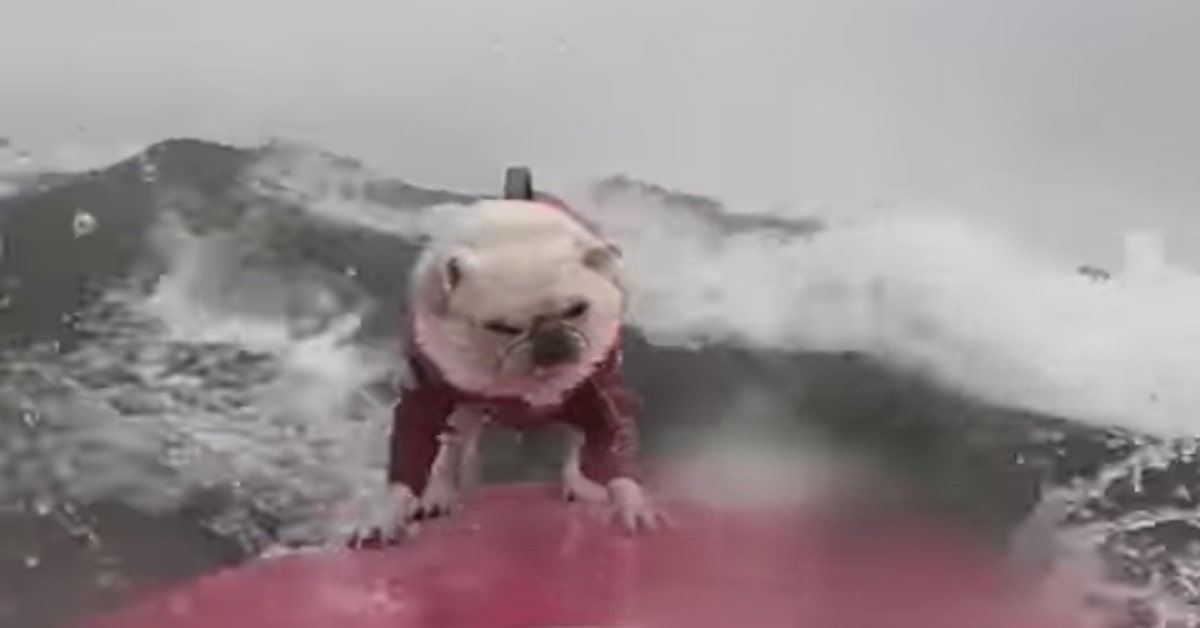 Bulldog va in surf