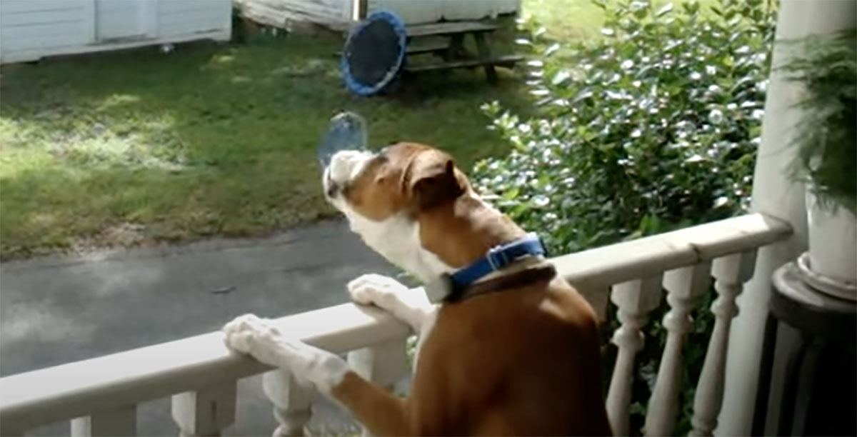 cane cerca di acchiappare campana a vento