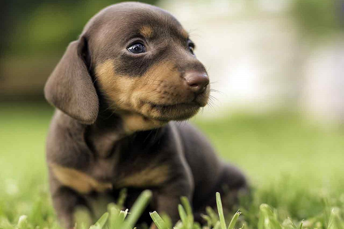 cucciolo di cane marrone