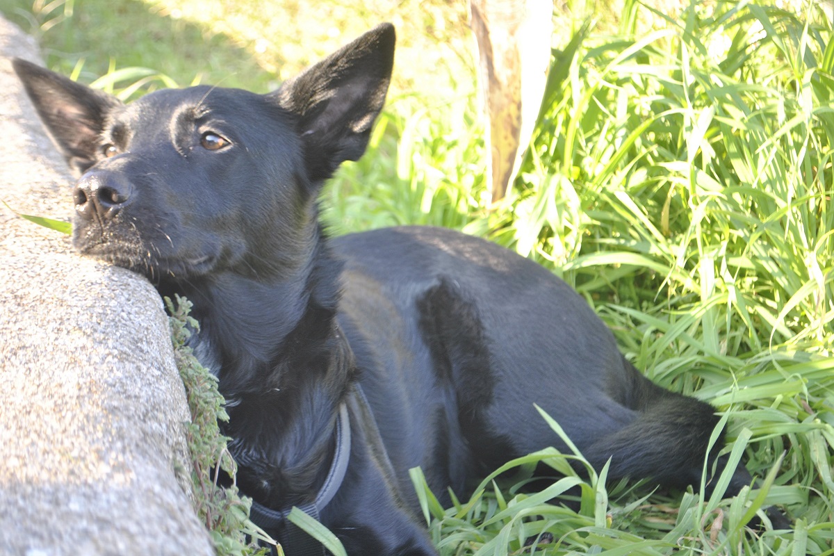 cane appoggiato a una roccia