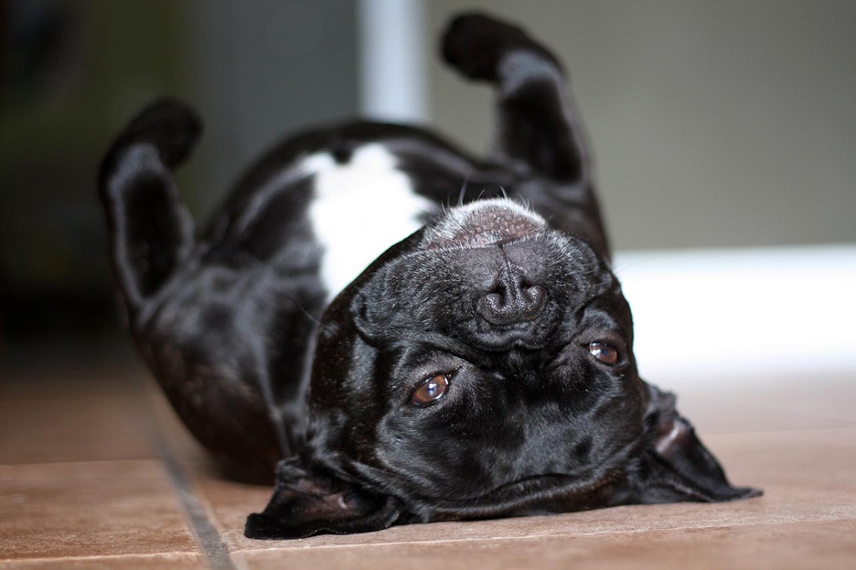 cane nero e bianco