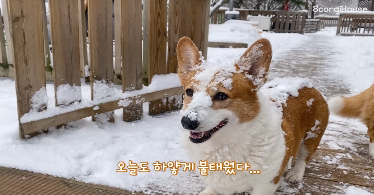Cuccioli di Corgi giocano sulla neve e si divertono con il padrone (VIDEO)