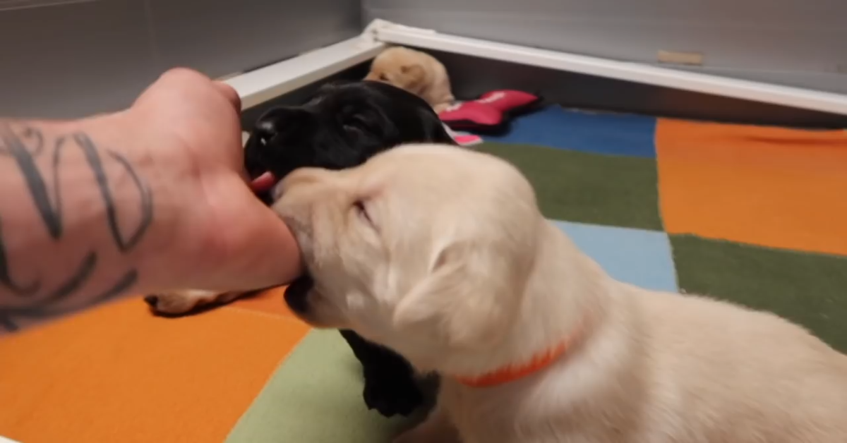Cuccioli di Labrador di poche settimane giocano e si rilassano con il padrone (VIDEO)