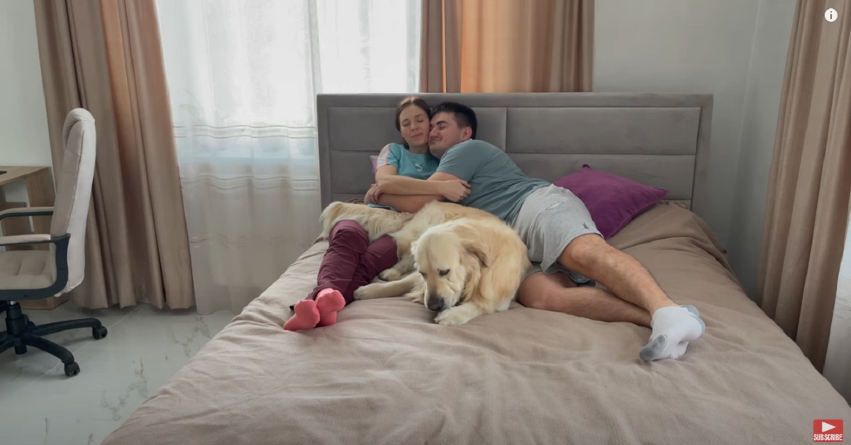 Il cucciolo di Golden Retriever richiede più attenzioni ai genitori umani (VIDEO)