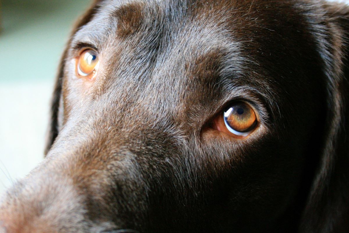 cucciolo di cane pus negli occhi