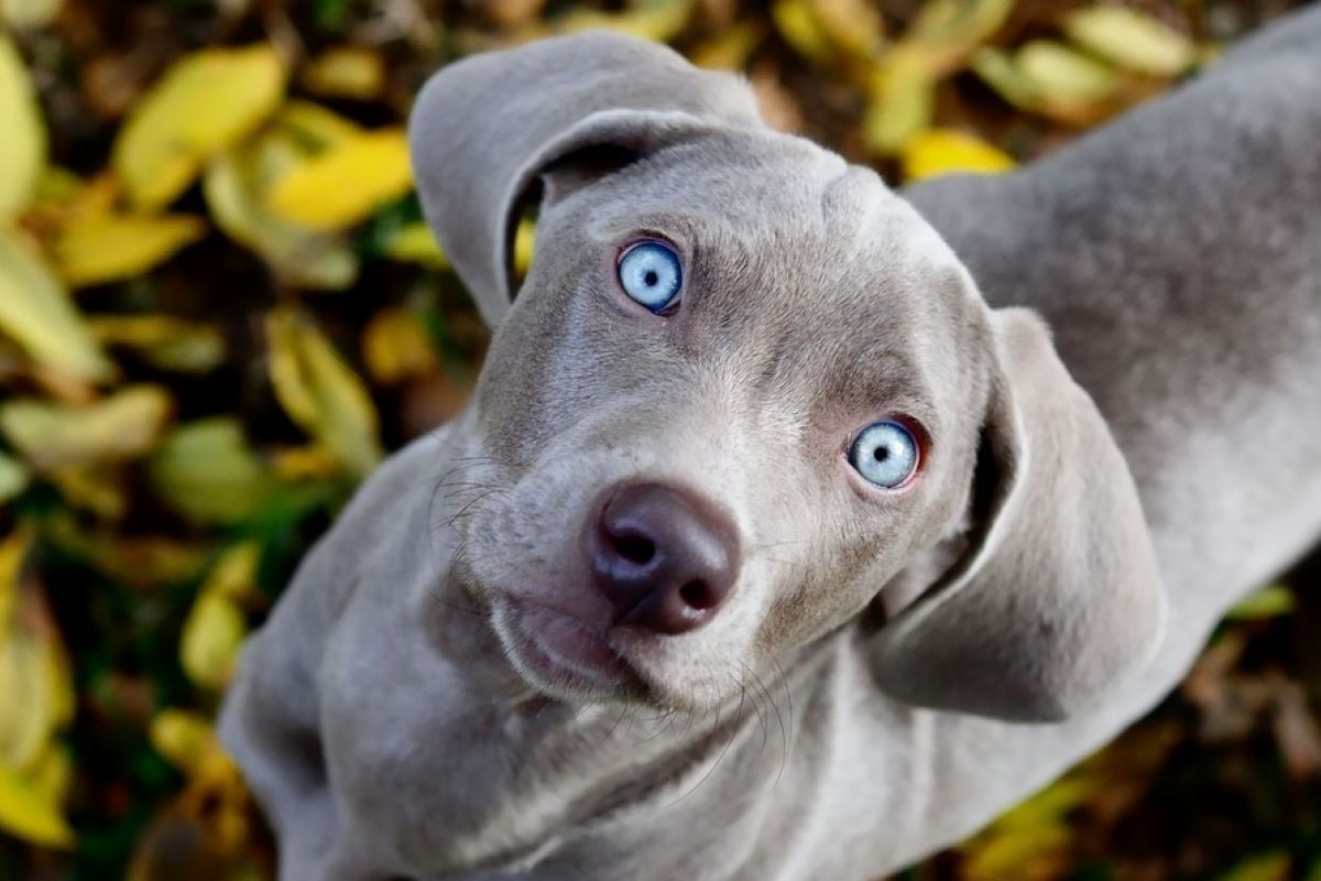 cagnolino occhio azzurro