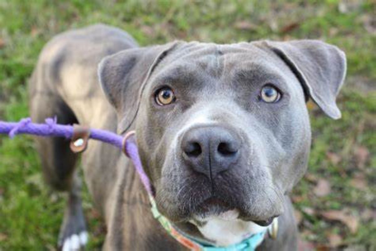 cuccioli di cane pus negli occhi