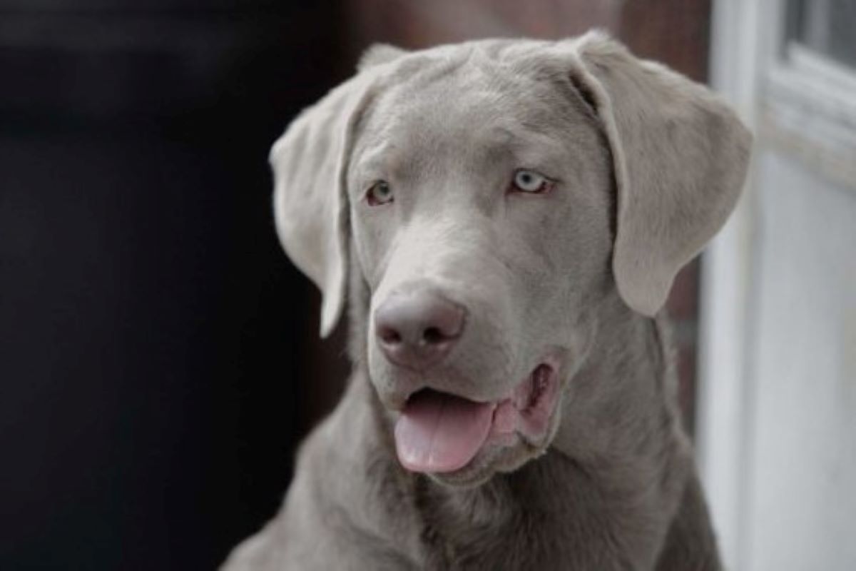 cagnolino