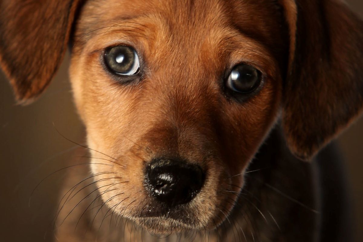 Cucciolo di cane, pus negli occhi: che cosa può essere e cosa fare