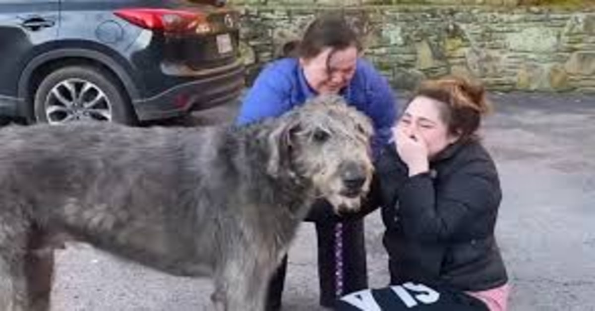L’emozionante rincontro di Fergus, un Levriero Irlandese perduto durante un incidente, con la sua famiglia (VIDEO)