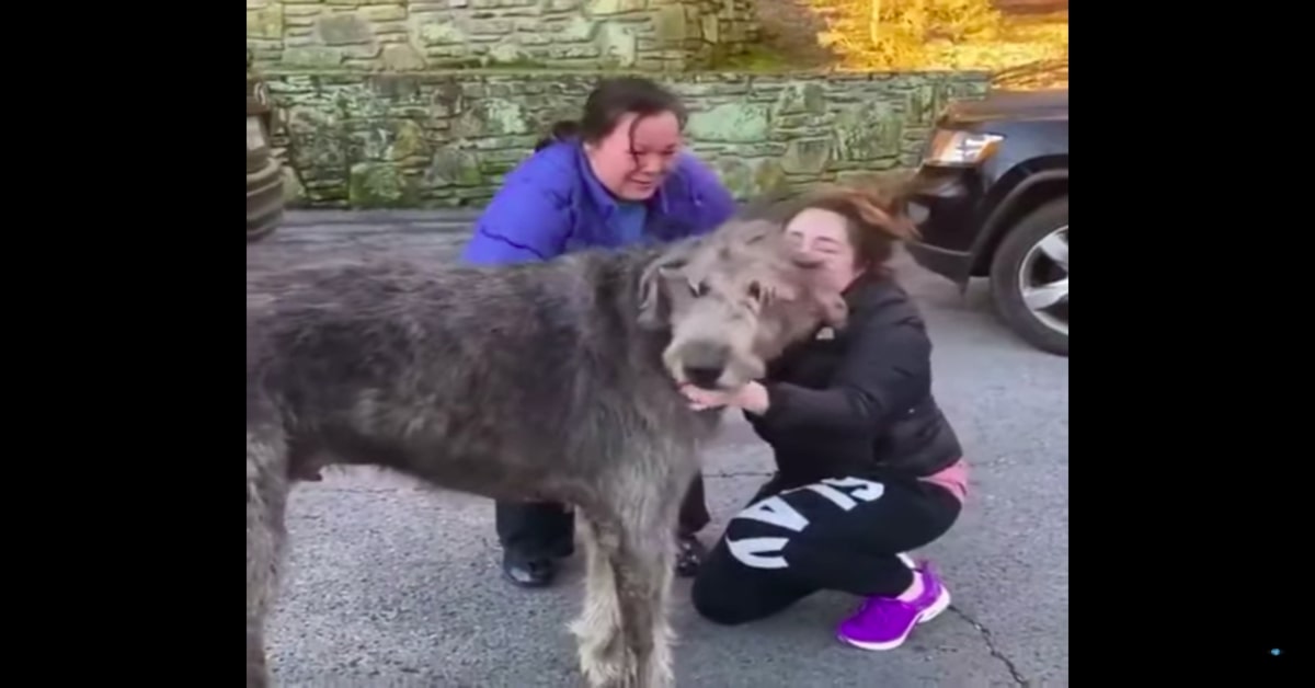 La gioia dei MacKay al ritrovare Fergus, il loro cane perso