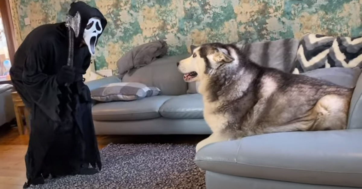 Gli Husky affrontano il padrone con un costume spaventoso: chi sarà il più coraggioso? (video)