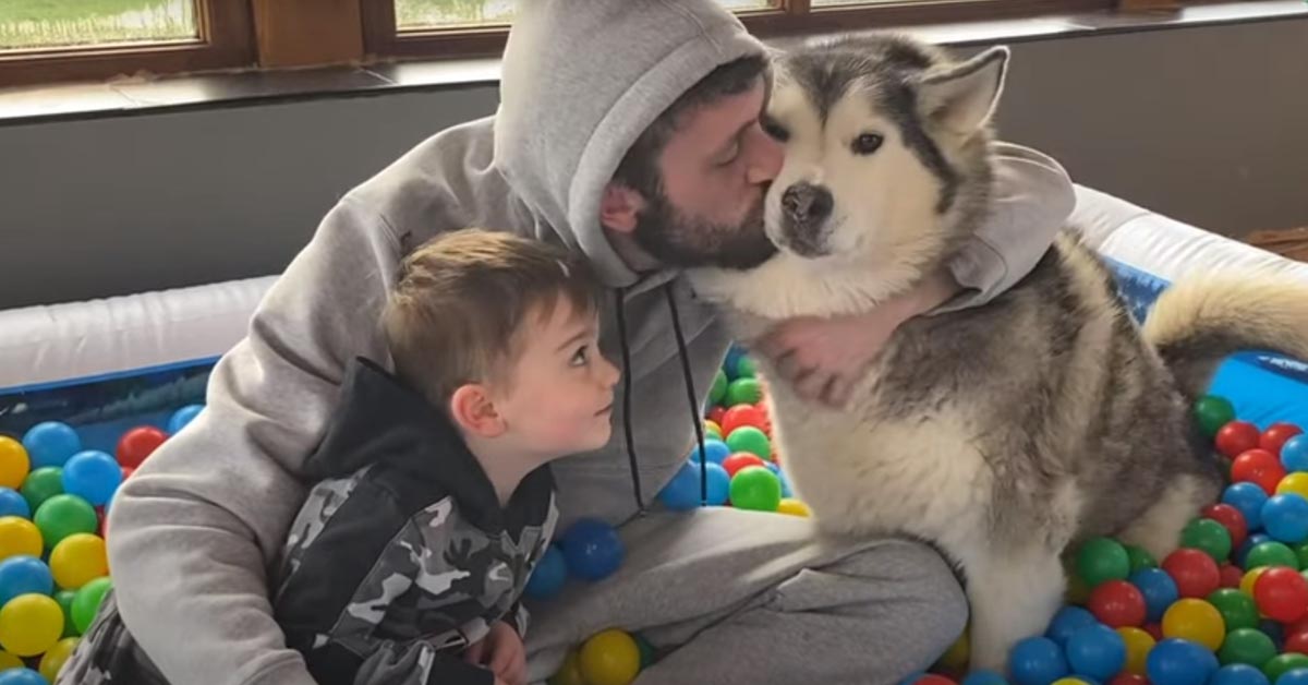 Gli Husky e il loro amico bambino sono felici di giocare nella nuova “spiaggia” in casa (video)