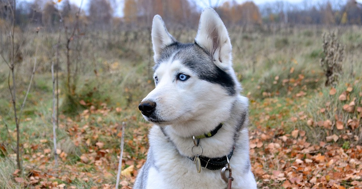 Gli Husky giocano a nascondino con un bambino e con il loro padrone (video)