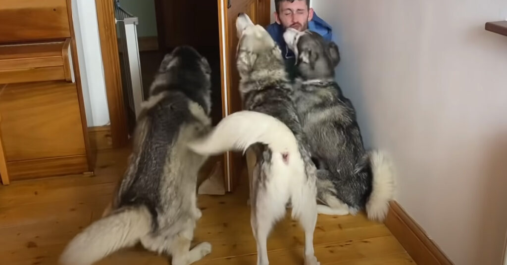 Husky con la famiglia