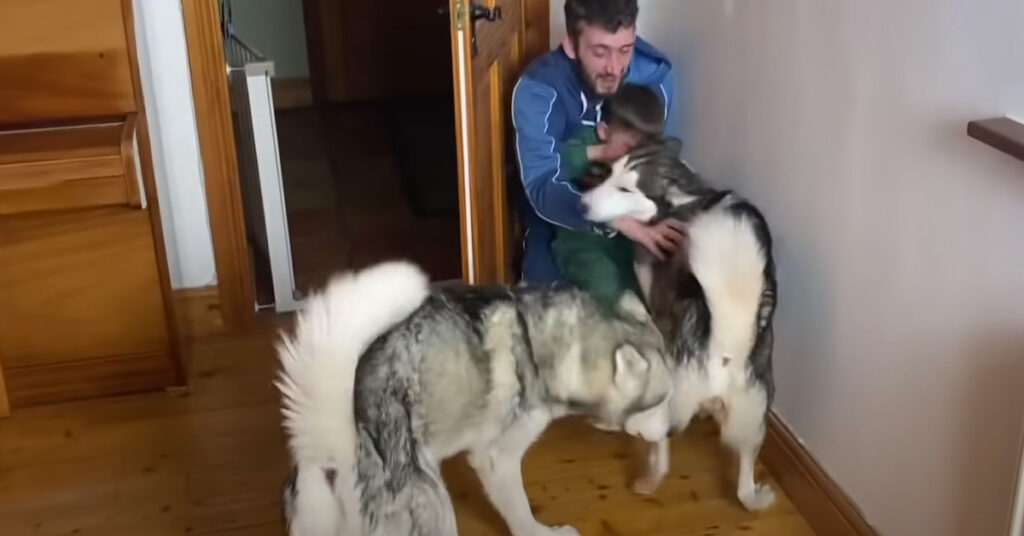 Husky con la famiglia