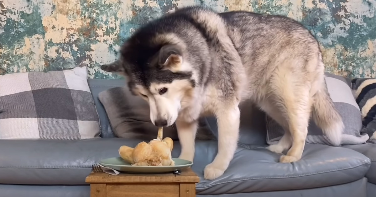 Gli Husky restano da soli con un pollo incustodito: riusciranno a resistere alla tentazione? (video)