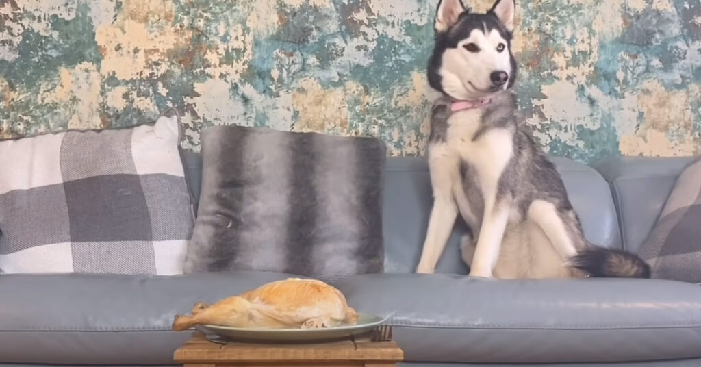 Husky osserva un pollo