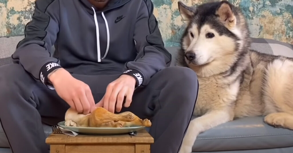 Husky osserva un pollo