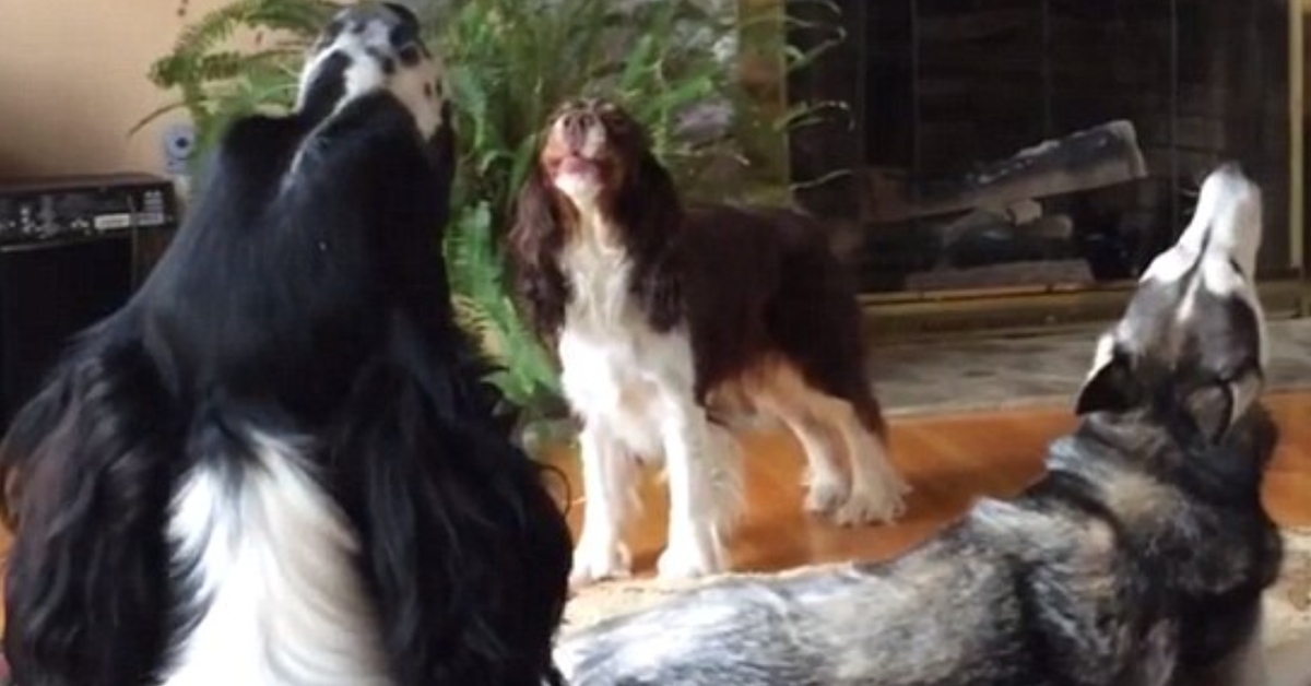 Husky Springer Spaniel video