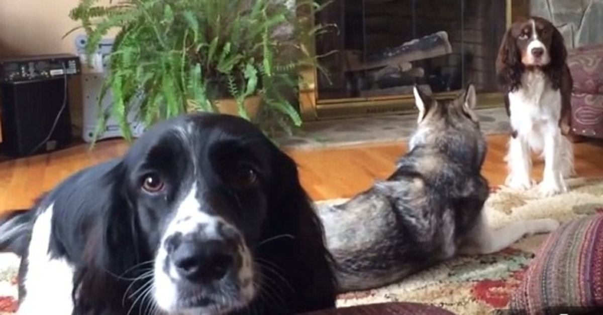 Gli Springer Spaniel e l’Husky intonano un concerto di ululati (VIDEO)