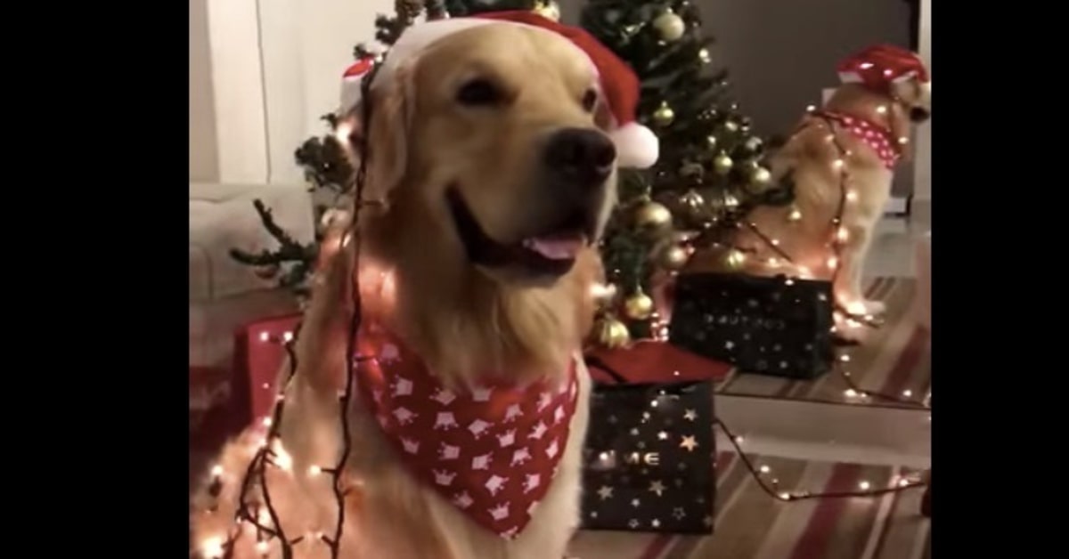 Un cucciolo di Golden Retriever ha uno strano travestimento di Natale che lascia perplessi gli utenti  (VIDEO)