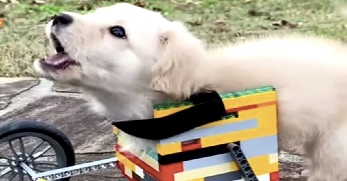 Grace, la cucciola di cane che riesce a camminare grazie a una sedia a rotelle fatta di lego (VIDEO)
