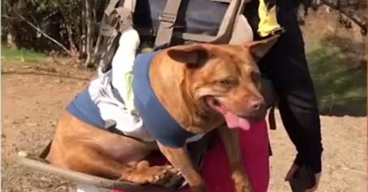 Hannah, il cane anziano che fa escursioni grazie all’ingegno della sua padrona (VIDEO)
