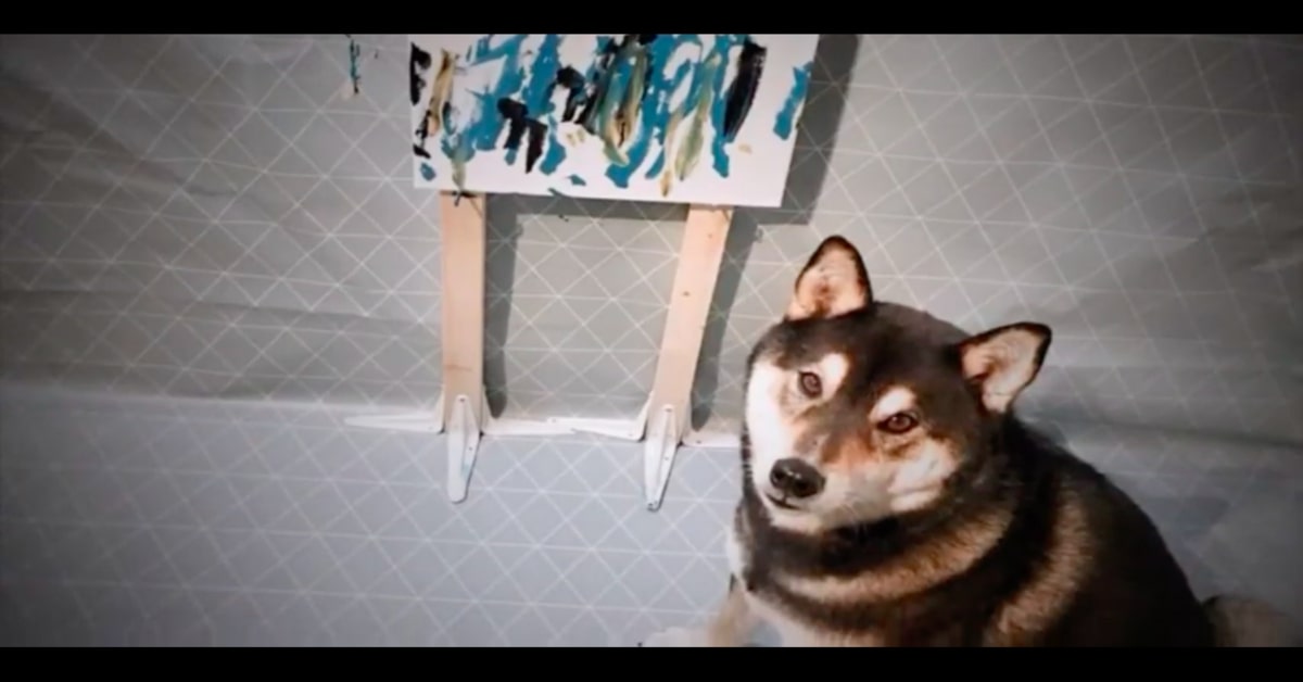 Hunter, il cucciolo di Shiba Inu pittore che conquista tutti con le sue opere d’arte (VIDEO)