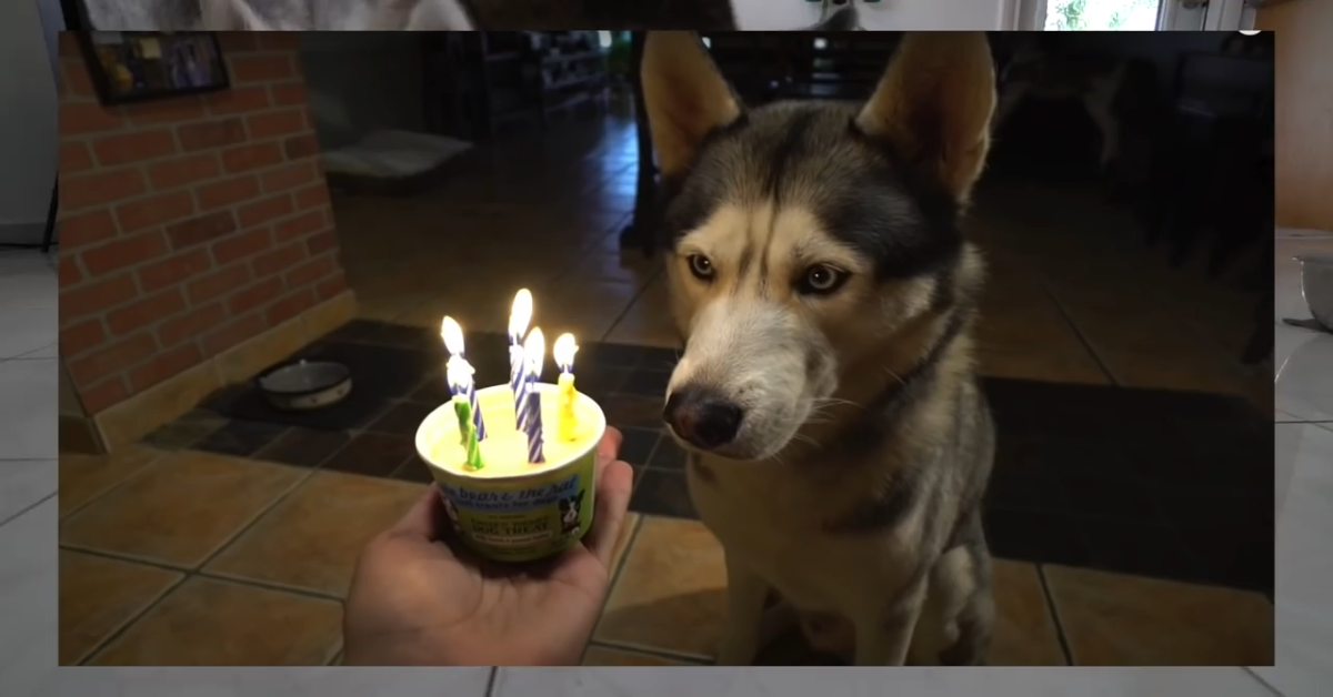 Un dolcissimo Husky fa il compleanno e festeggia con i padroni (VIDEO)