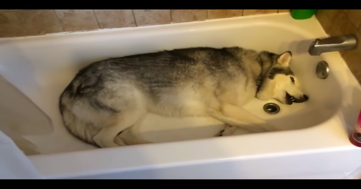 Tenerissimo: Il cucciolo di Husky fa i capricci perché non gli permettono di giocare con l’acqua della vasca (VIDEO)