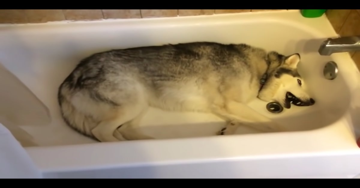 Husky nella vasca da bagno