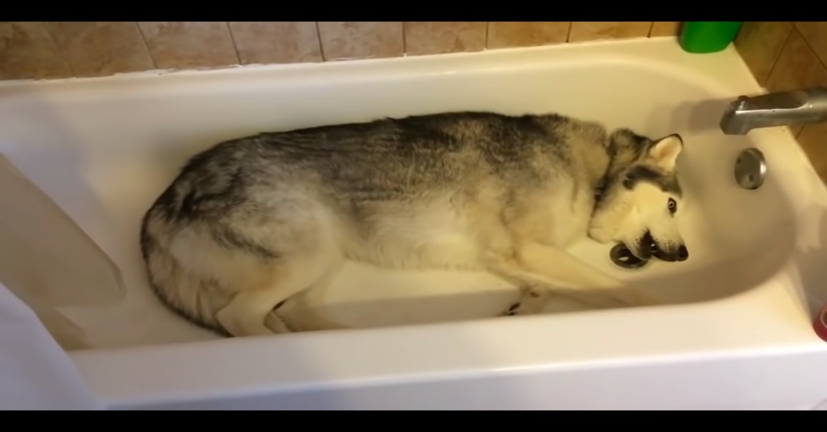 cane Husky vuole giocare con l'acqua della vasca