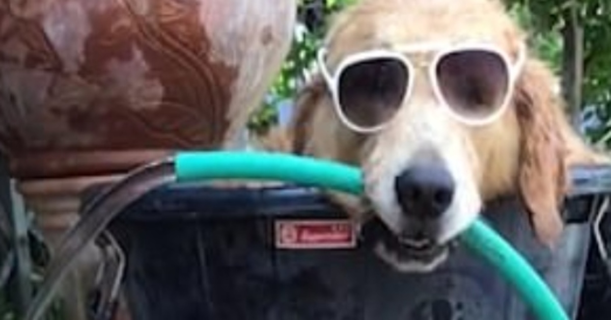 I Golden Retriever Kapao, Khaosoi e Chayen hanno trovato un modo tutto loro per rinfrescarsi (VIDEO)