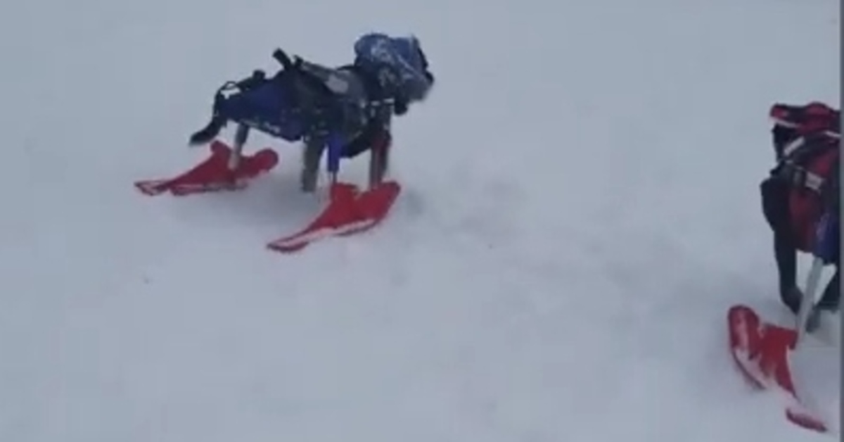 Cagnolini disabili video